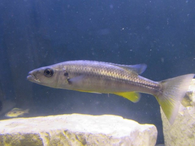 Rhamphochromis sp. 'chilingali' Lake Chilingali